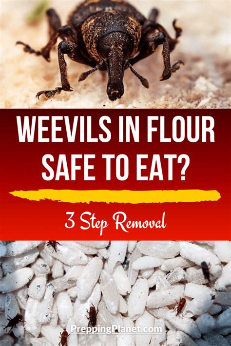 Weevils in flour safe to eat? ( 3 Step Removal ) » Prepping Planet