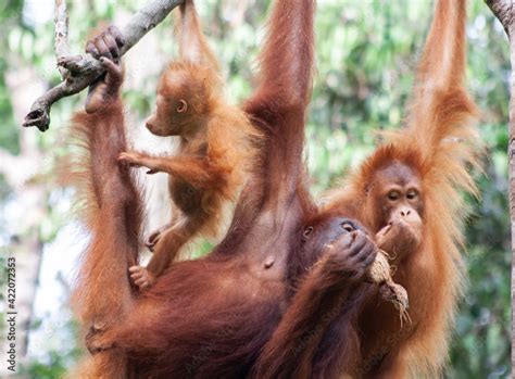 Family of orangutans eating. Adult mother, young individual and baby orangutan on a tree branch ...