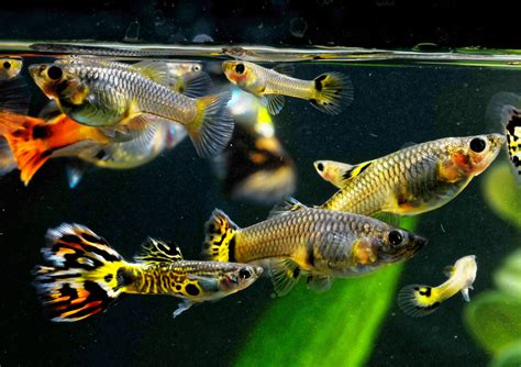 Guppy: Curiosidades, características e mais sobre o peixe! | Guia Animal