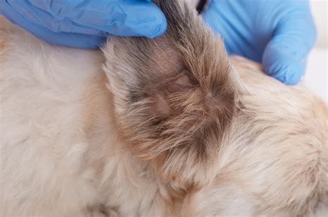 Dog Ear Mites | A Complete Guide for Pet Owners