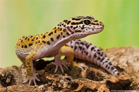 Interesting facts about geckos | Just Fun Facts | Leopard gecko ...