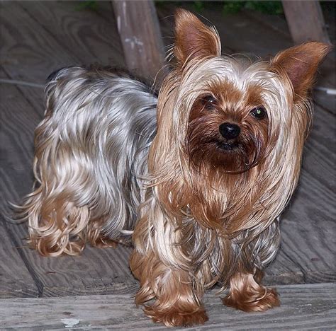 9 Yorkie Colors & Markings (With Pictures & Chart) | Hepper