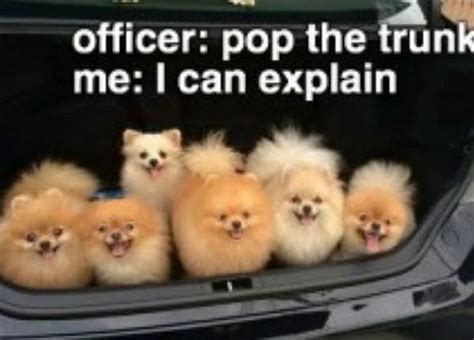 The 14 Funniest Pomeranian Memes That Will Brighten Your Day | Pomeranian memes, Memes, Brighten ...