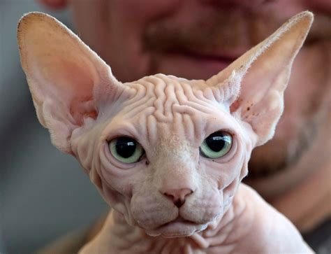 Hairless sphynx cat breed traces origin story to kitten born in Toronto ...