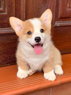 Chó Corgi Chân Ngắn Mông Trái Tim, Thuần Chủng Giá Tốt Uy Tín