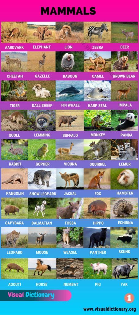 Animals: 1000+ Animal Names | Great List of All Animals | Classification of Animals - Visual ...