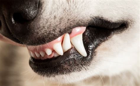 White Gums in Dogs: What This and Other Gum Colors Mean