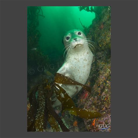 Sealed With A Kiss - Seal Art | Gug Underwater