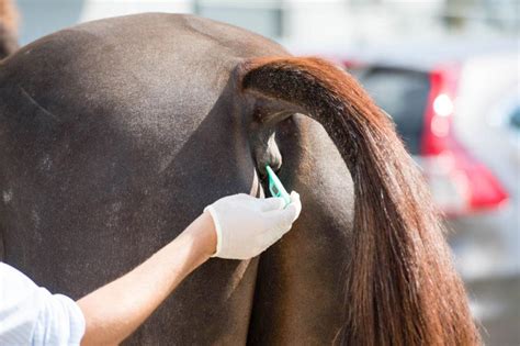 Horse temperature: normal readings and causes of abnormalities, treatment