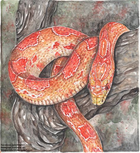 Corn Snake watercolor by DragonRider02 on DeviantArt