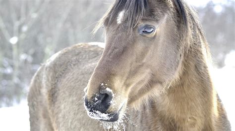 Winter Horse Wallpaper (55+ images)