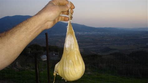 TIL: Sardinian Cheese is illegal. The cheese is made from goats milk that is fermented in a a ...