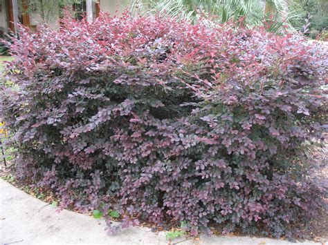 Online Plant Guide - Loropetalum chinense 'Plum Delight' / Plum Delight ...