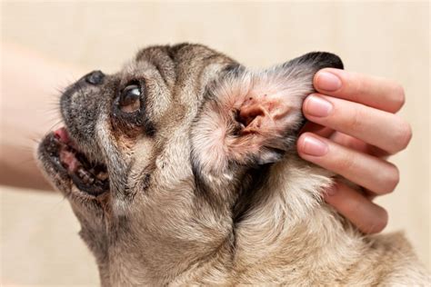 signs of ear mites in dogs Archives | Veterinary Blog for Los Angeles - Shiloh Veterinary ...