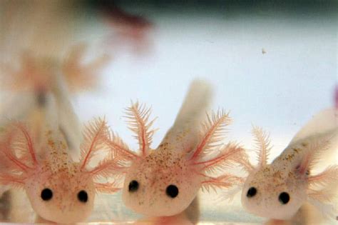 Baby Axolotl Price