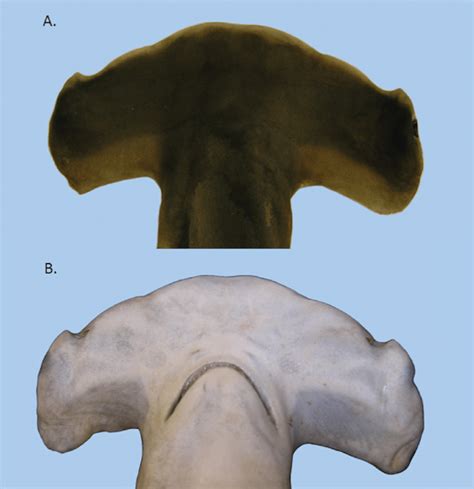 Dorsal (A) and ventral (B) views of the cephalofoil from the holotype... | Download Scientific ...