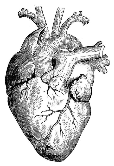 Human Heart by Granger | Human heart drawing, Human heart art, Heart drawing