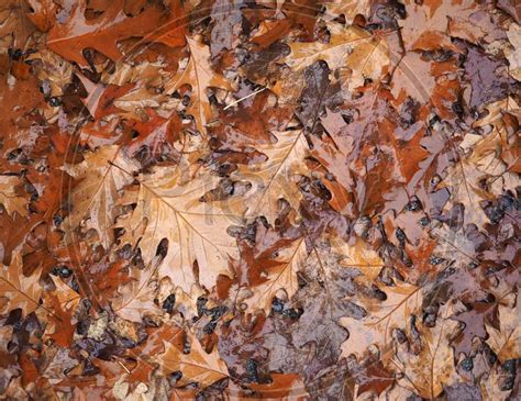 Image of Brown Leaves Texture Background-FM326991-Picxy