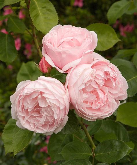 17 of the Most Fragrant Roses for Sweet Scents All Season Long