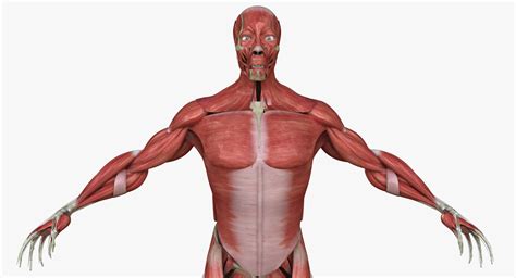 Full Human Muscle Anatomy Medical Edition | 3D model | Human muscle anatomy, Muscle anatomy, Anatomy