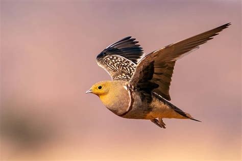 Sandgrouse have a special trick for carrying water to their fledglings | New Scientist