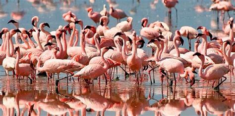 Flamingos at Lake Manyara National Park- Africa Adventure Vacations