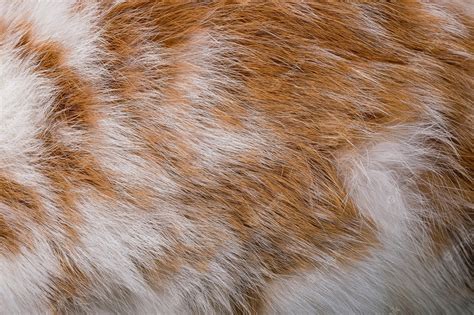 Premium Photo | Brown rabbit fur texture and animal skin background