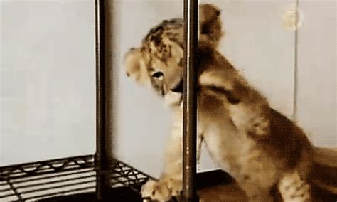 lion cub gifs | WiffleGif