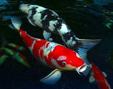 Chinese Koi Fish (Cyprinus carpio) - Branson's Wild World