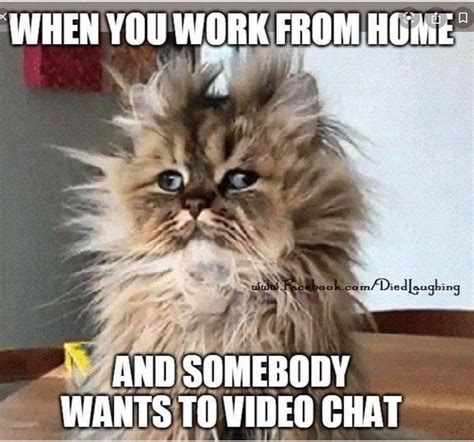 Pin on Animal Humor | Work humor, Working from home, Funny memes