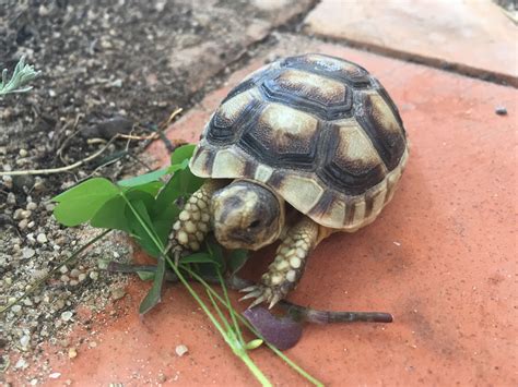 My Greek tortoises | Schildkröte, Griechisch