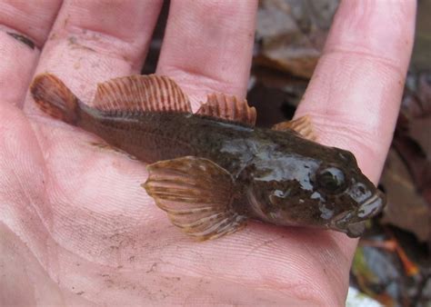 Mottled Sculpin from a Missouri creek : MicroFishing