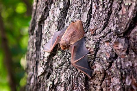 Curious Kids: why bats sleep upside down, and other stories of animal adaptation