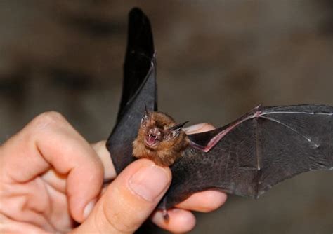 Khun Kitti Bat: Unveiling The World's Smallest Mammal; Kitti's Hog-nosed Bat » River Kwai Resotel