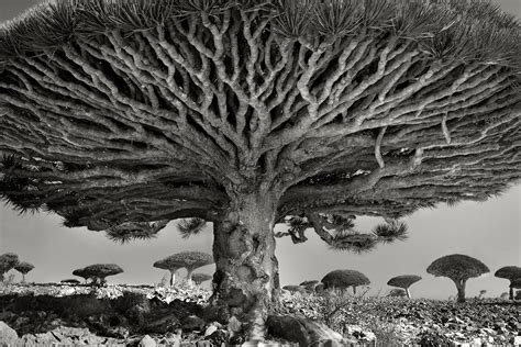 The Most Ancient and Magnificent Trees From Around the World | WIRED