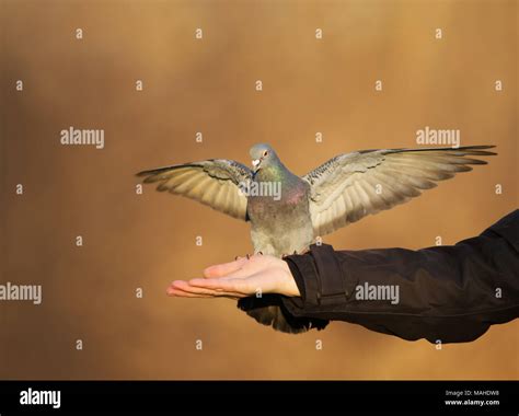 Feral pigeon feeding from the hand, UK Stock Photo - Alamy