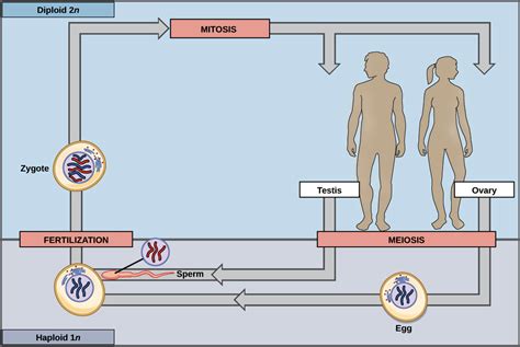 In The Diagram Which Multicell Structure Is Diploid 2n - Wiring Site ...