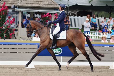 Finding your next OTTB: Part 1 | Ottb, Horse training, Kentucky horse park