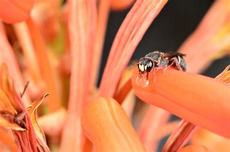 ABOUT SOLITARY BEES – Tutus Loco