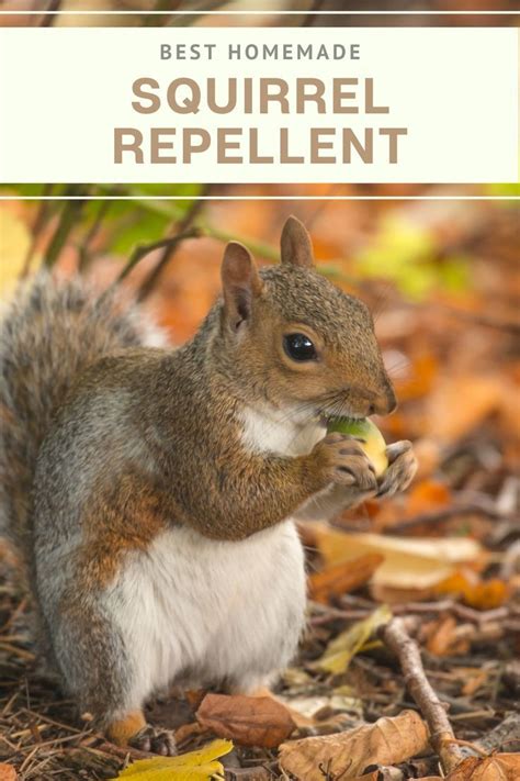 Homemade Squirrel Repellent Recipe 🐿️ - House of Hawthornes | Squirrel ...