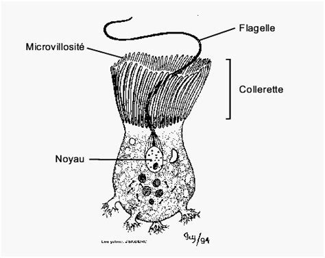 Choanocyte: Collared cells including a tail-like flagella that produce ...