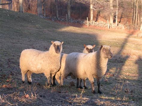 Clun Forest Sheep - The Livestock Conservancy