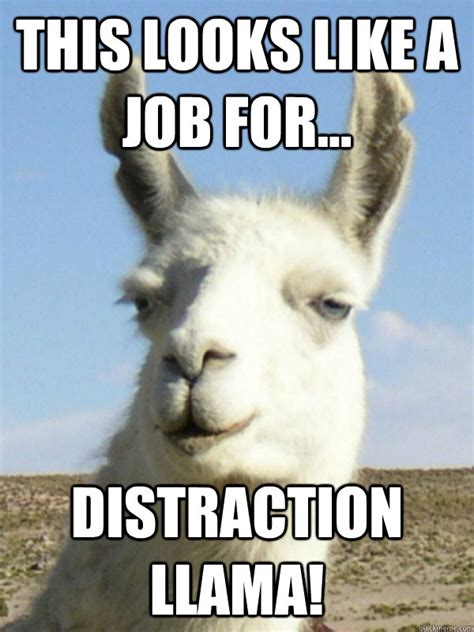 Distraction Llama memes | quickmeme