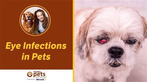 Eye Infections in Pets - YouTube