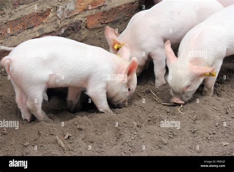 Month old Middle White piglets Stock Photo - Alamy