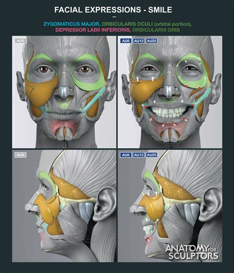 ArtStation - Facial expressions - smile, Anatomy For Sculptors | Anatomy drawing, Anatomy art ...