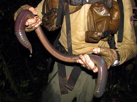 This Earthworm Is As Big As A Snake | Earthworms, Weird animals, Large ...