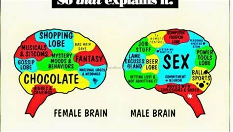 Male - Female Brain Differences - BrainStromBrainStrom | Power of Science