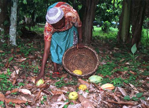 After five years, recipe to end deforestation from cocoa farming ...