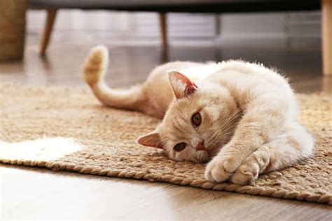 Paralysis in Cats: Causes & Treatment | Argyle Vets